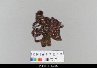 藏品(中國湖北皮影戲偶頭-淨)的圖片